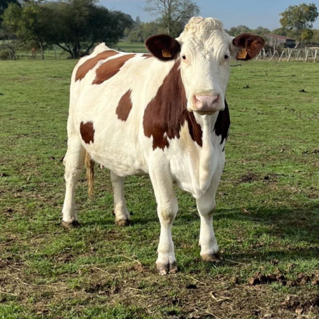 Catalane - Animal de ferme Vache à adopter