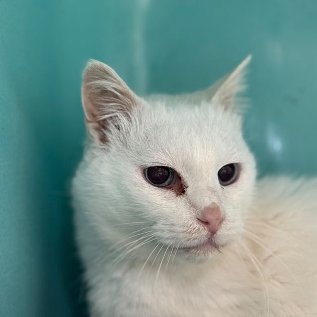 Timy - Chat à adopter