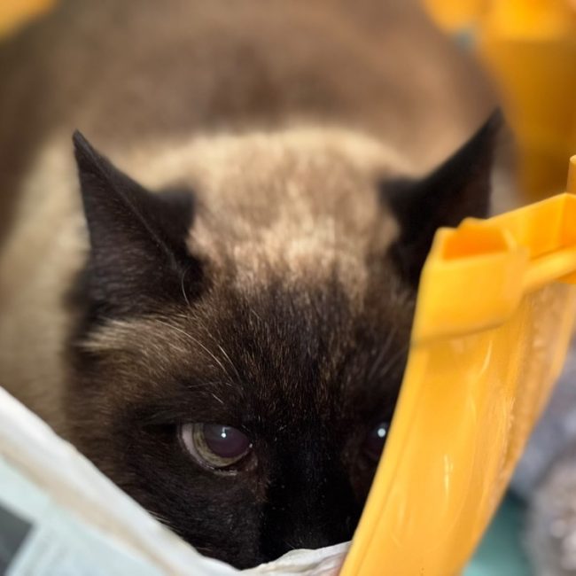 Pussy - Chat Européen à adopter