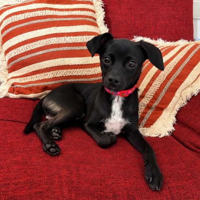 SULTAN - Chien Chihuahua x Spitz Français à adopter