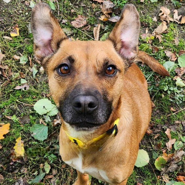 Tila - Chien Berger à adopter