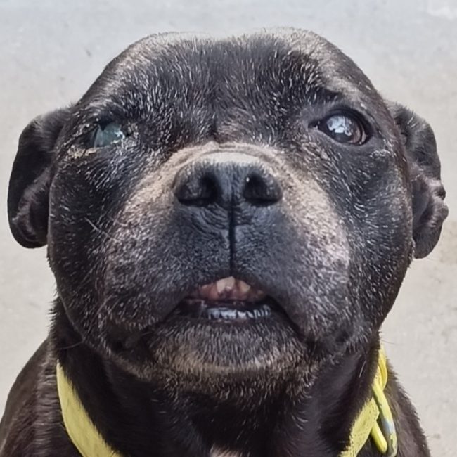 Maya - Chien à adopter