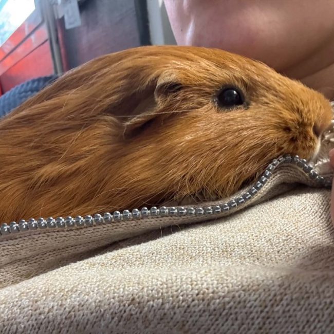 Sweet - Rongeur Cobaye à adopter