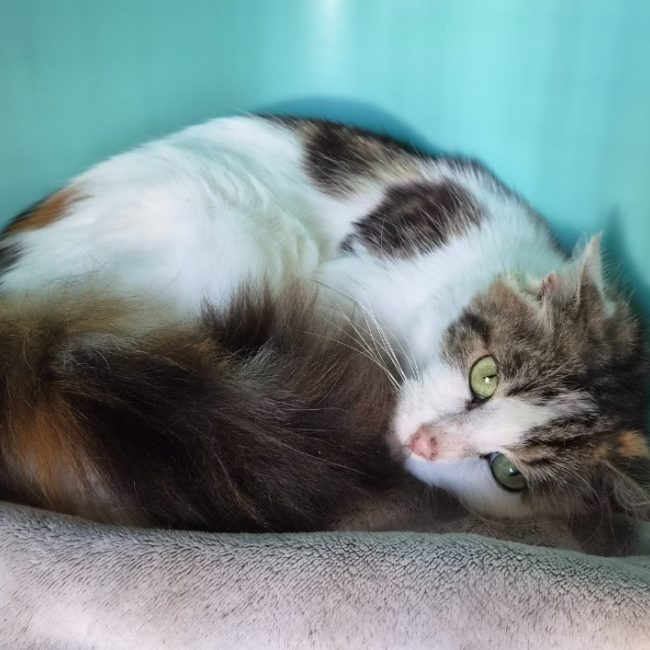 Roxanne - Chat Européen à adopter