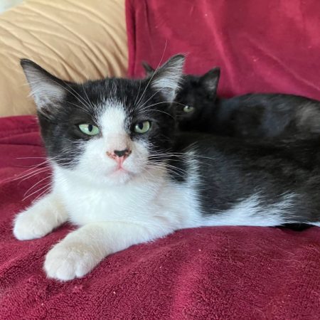 Pom pom - Chat Européen à adopter