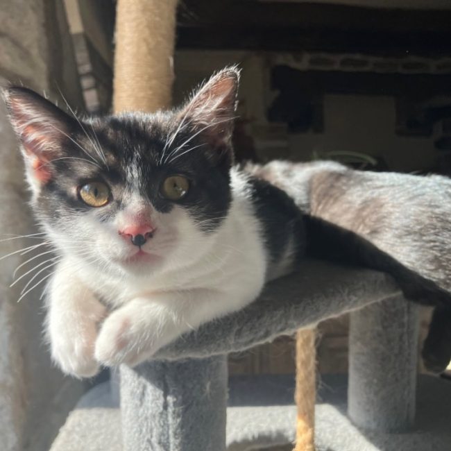 Trixie - Chat Européen à adopter