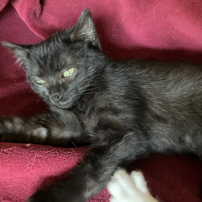 Socks - Chat Européen à adopter