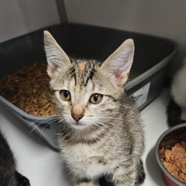 Buddy - Chat Européen à adopter