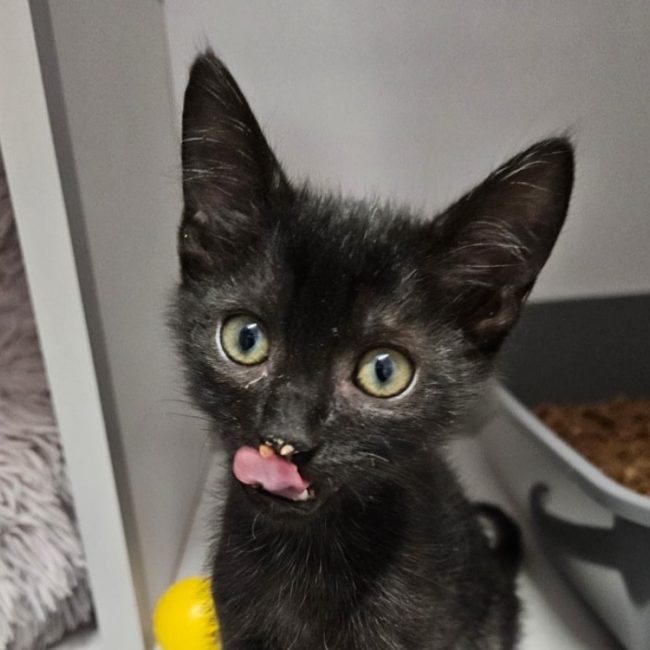 Billy - Chat Européen à adopter
