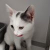 Bijou