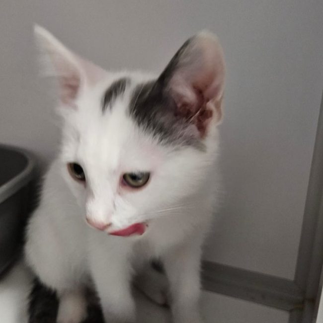 Bijou - Chat Européen à adopter