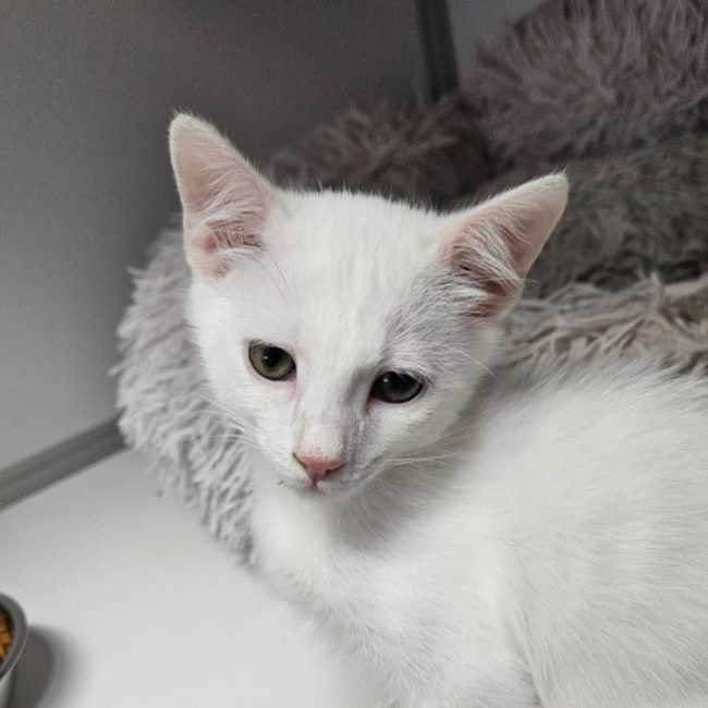 Brume - Chat Européen à adopter