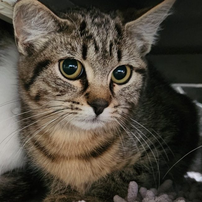 Rua - Chat Européen à adopter