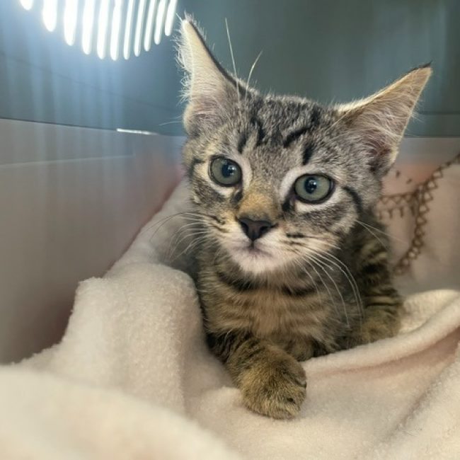Chlod - Chat Européen à adopter