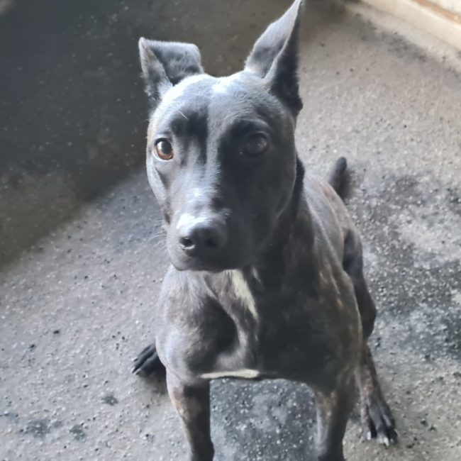 Pixelle - Chien Berger à adopter