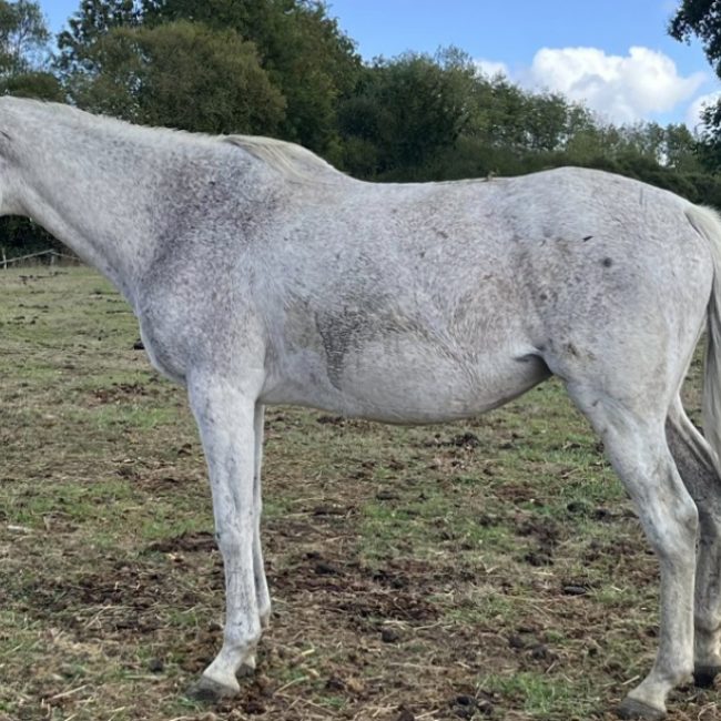 Nuit du bois - Equidé Cheval à adopter