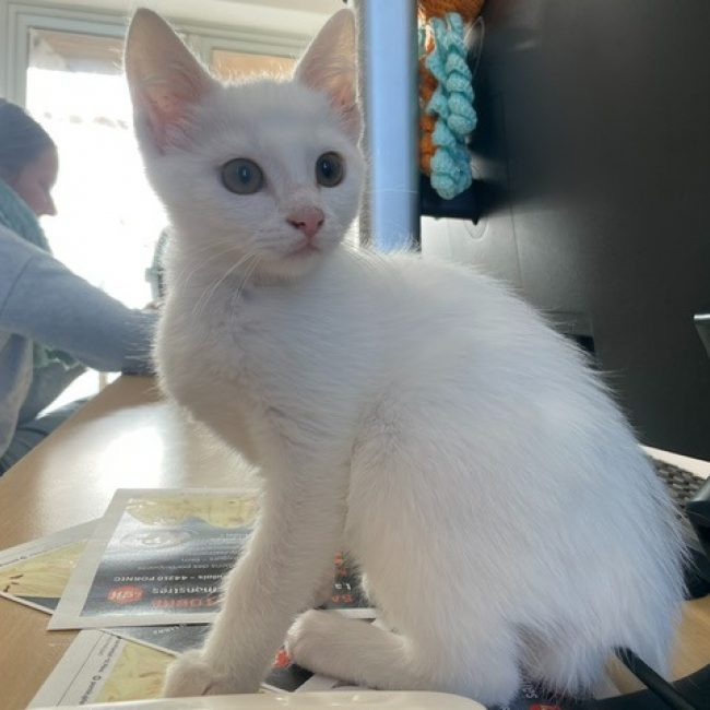 Zoe - Chat Européen à adopter