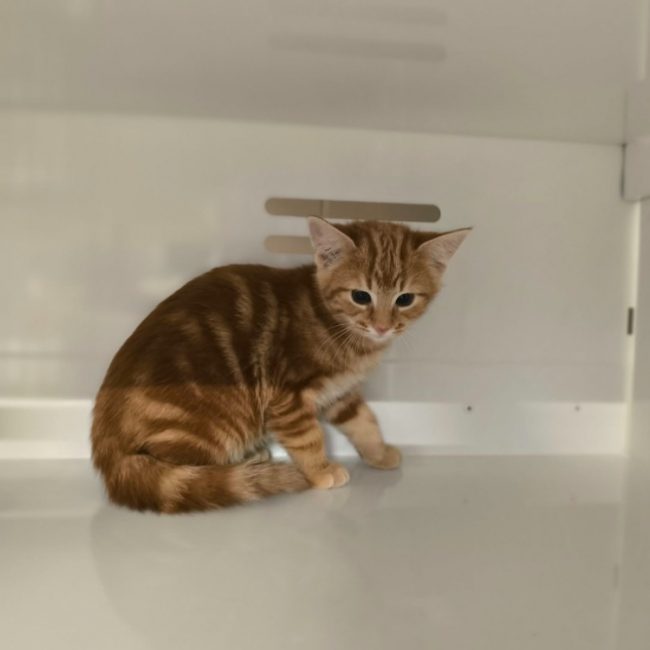 Nea - Chat Européen à adopter