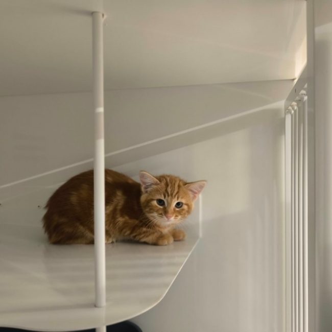 Nami - Chat Européen à adopter