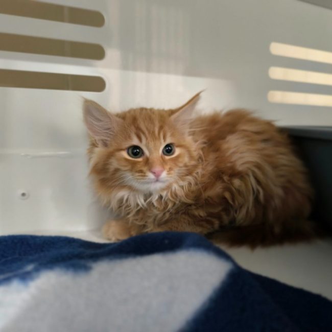 Napo - Chat Européen à adopter