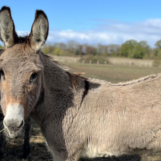 Clips - Equidé Ane à adopter