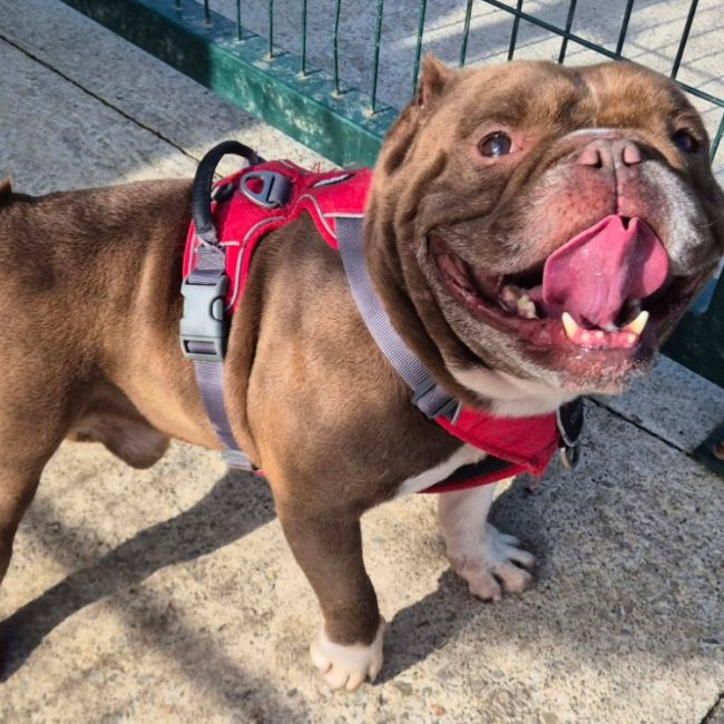 Devil - Chien American Bully à adopter