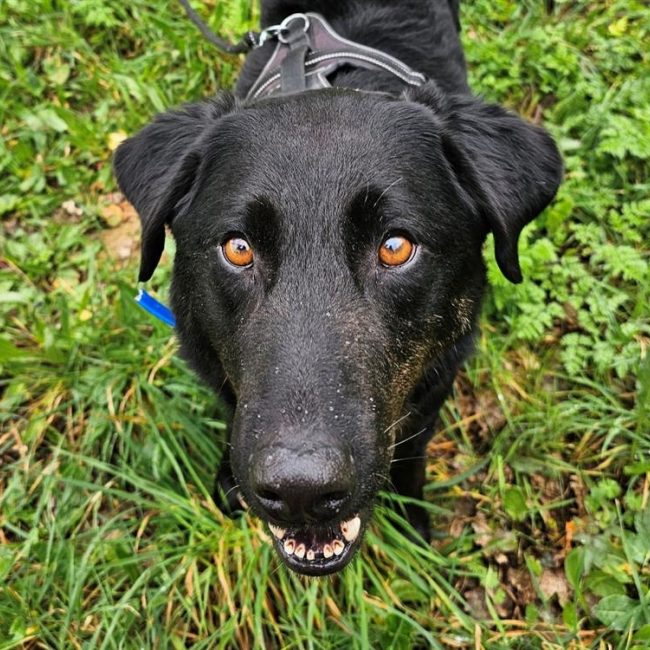 Rock - Chien à adopter