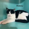 Wakou