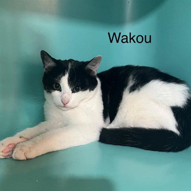 Wakou