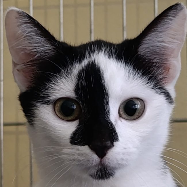 Passion - Chat Européen à adopter