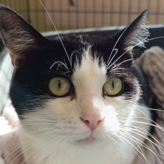 Soprano - Chat Européen à adopter