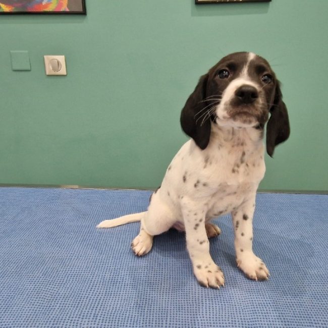 Mistral - Chien à adopter