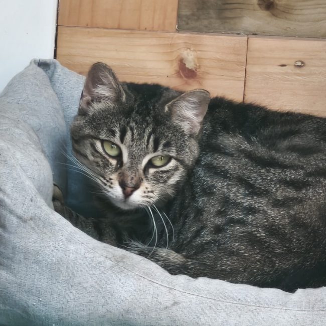 Marie - Chat Européen à adopter