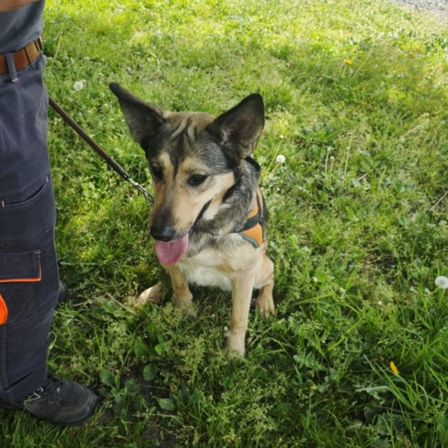 Xzena - Chien à adopter