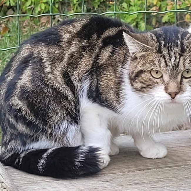 Viking - Chat Européen à adopter