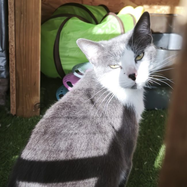 Milou - Chat Européen à adopter