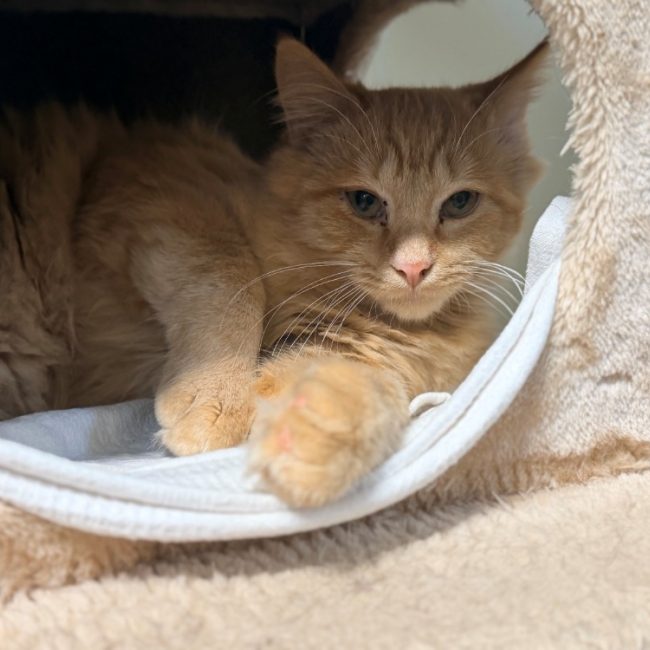 Tonic - Chat Européen à adopter