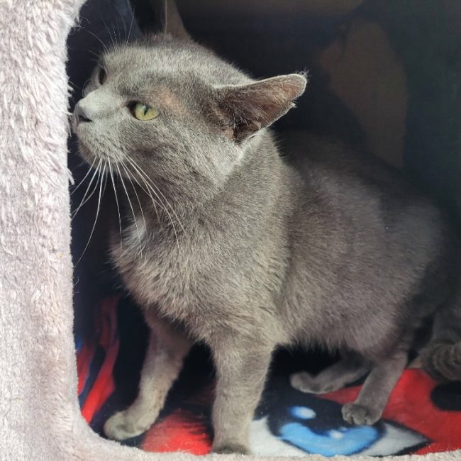 Barry - Chat Européen à adopter
