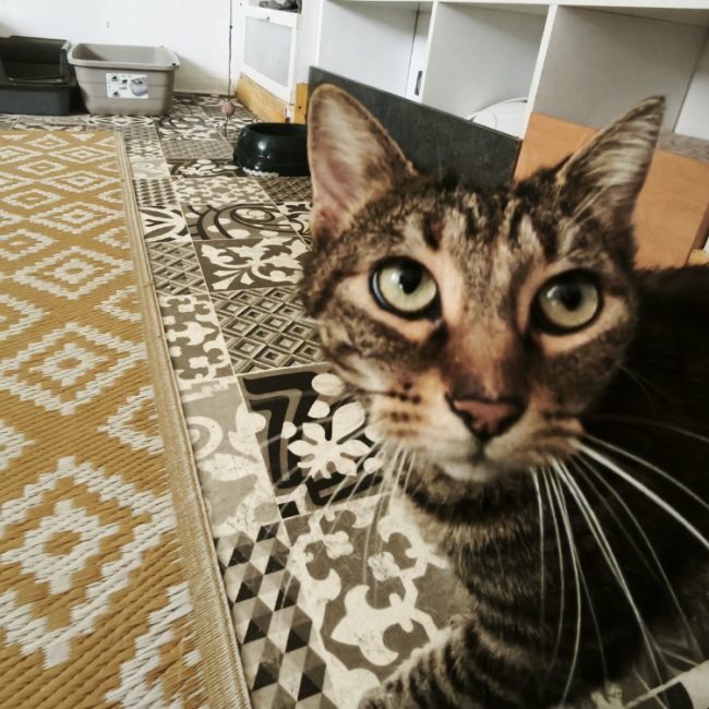 Beky - Chat Européen à adopter