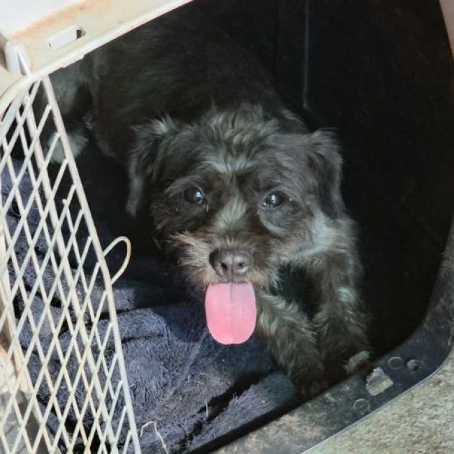GREY - Chien à adopter