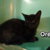 Oréo