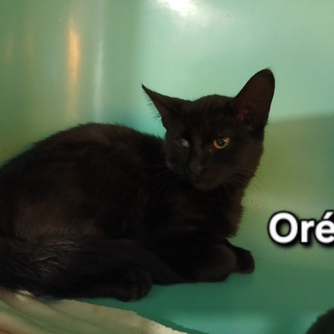 Oréo - Chat Européen à adopter
