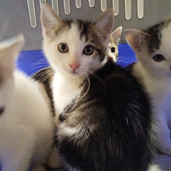Zircon - Chat Européen à adopter