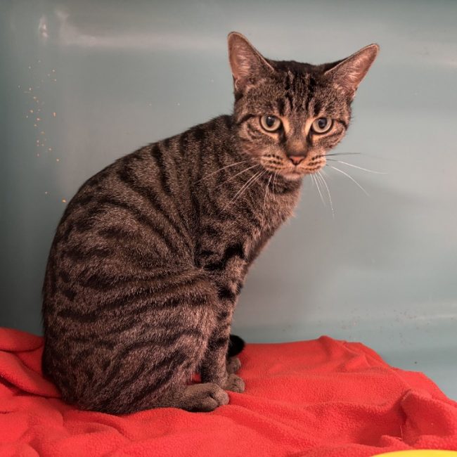 Luna - Chat Européen à adopter