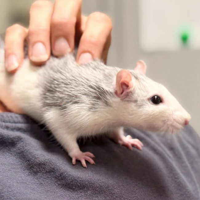 Chanel - Rongeur Rat à adopter
