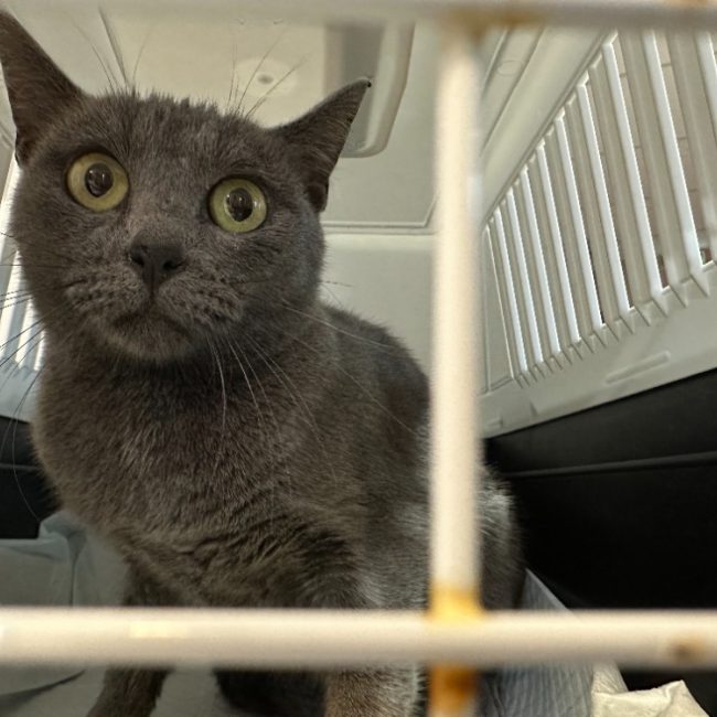 Zigzag - Chat Européen à adopter