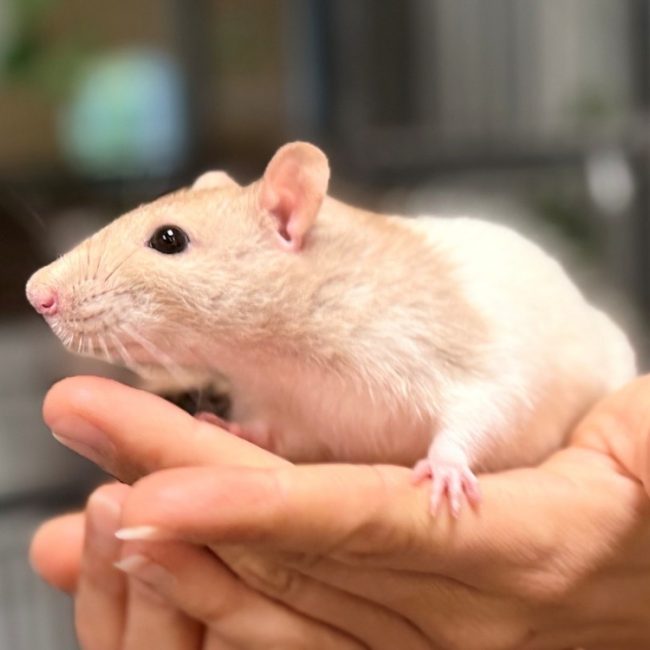 Coco - Rongeur Rat à adopter