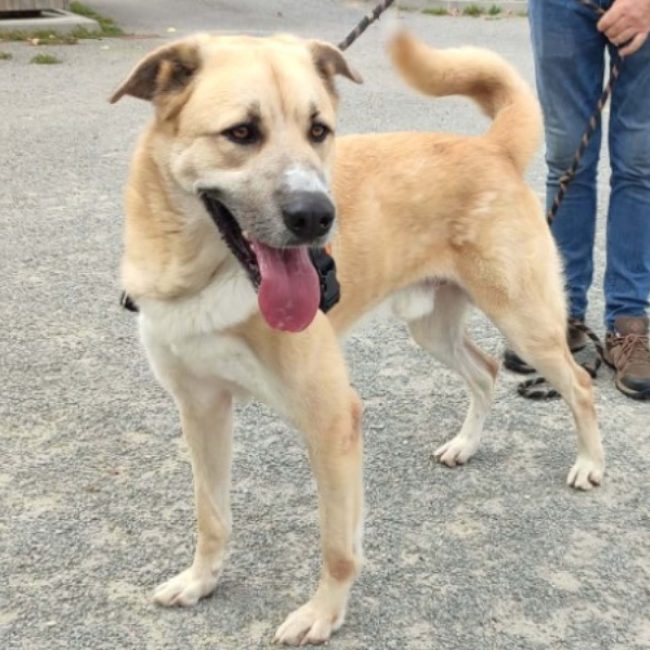 Kangoo - Chien à adopter