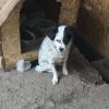 TRIXIE