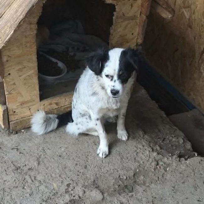 TRIXIE - Chien à adopter